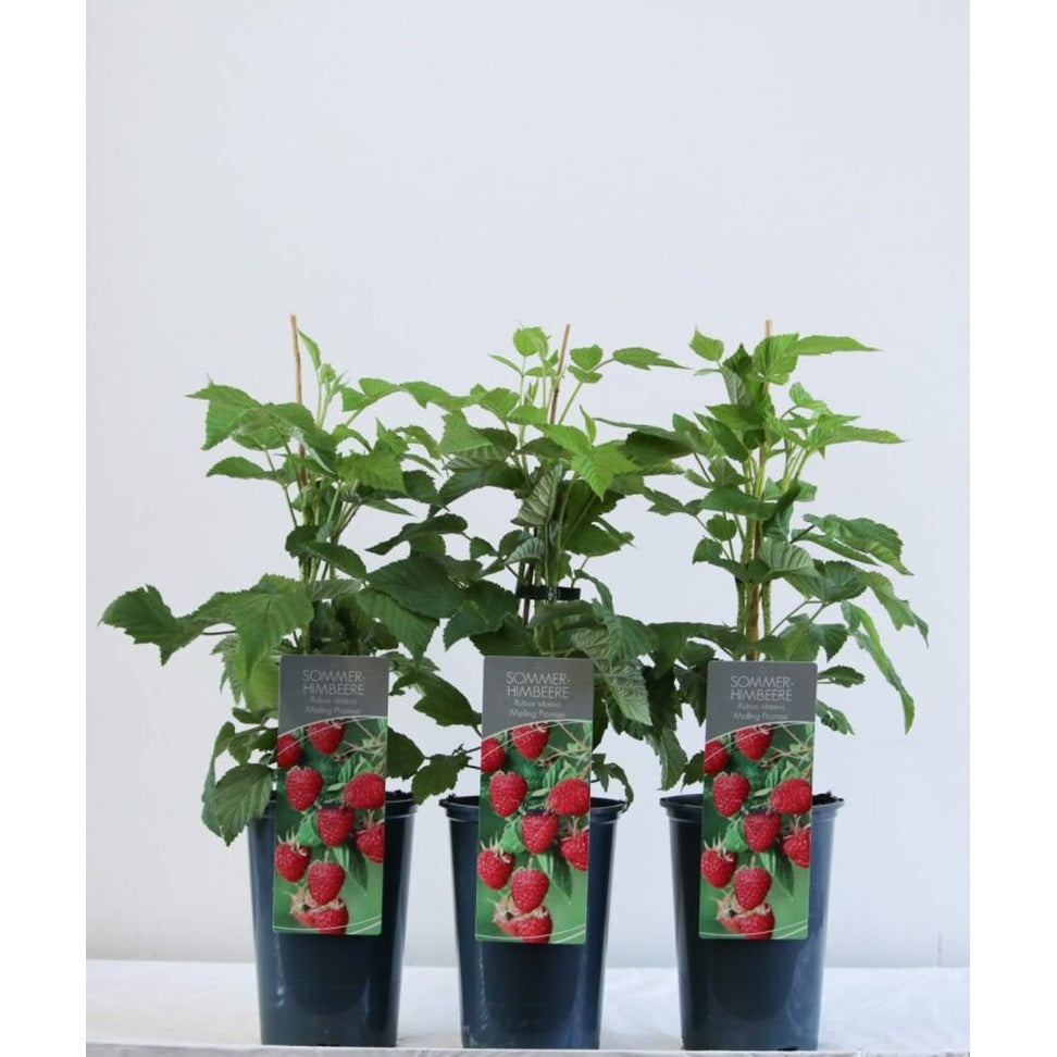 Hallon – Rubus idaeus 'Malling Promise' - C3 40-60 CM