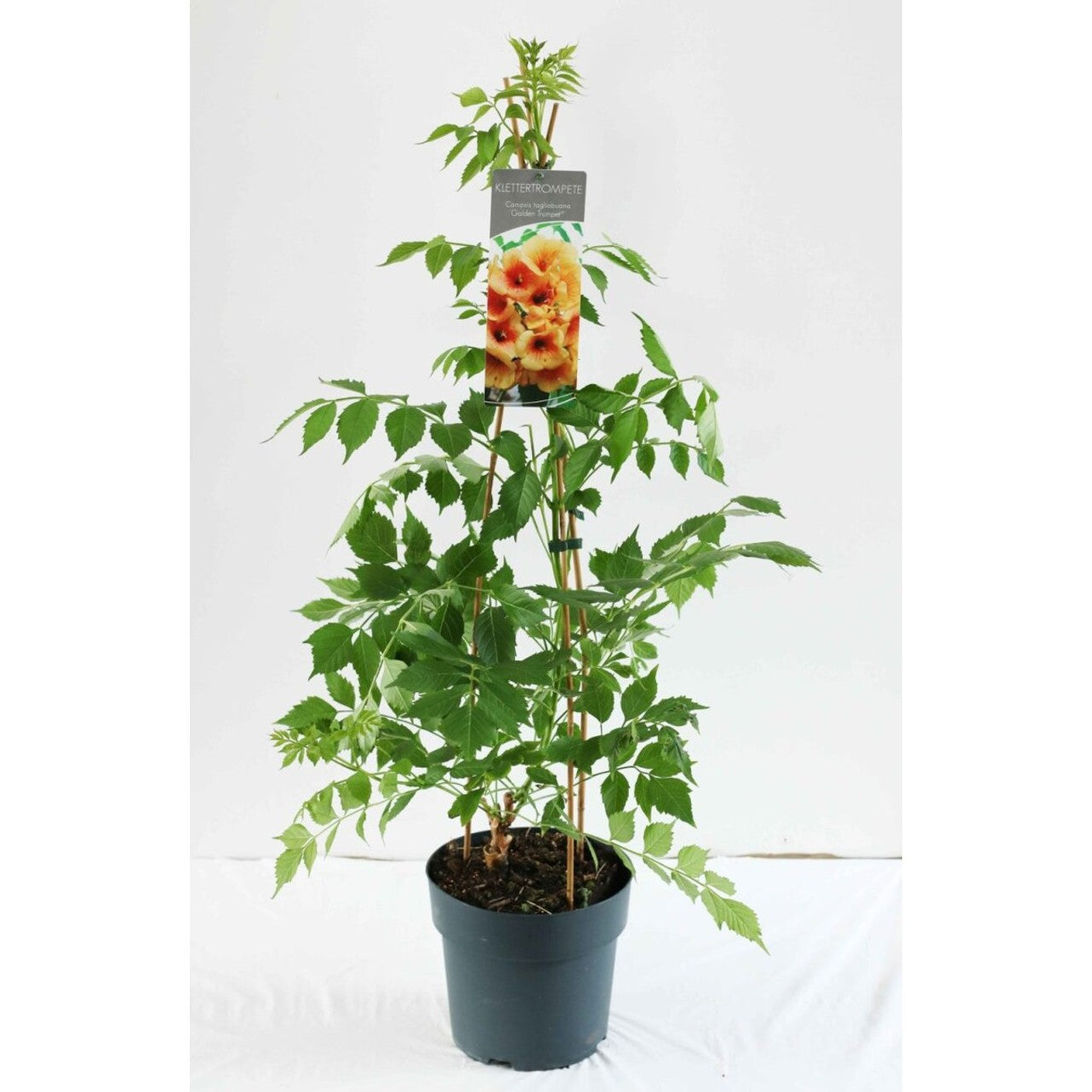 Trumpetranka – Campsis tagliabuana 'Summer Jazz Gold' - C6 80-100 CM Stick