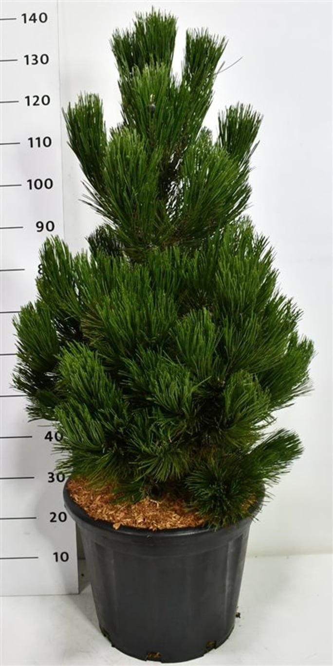 Balkantall – Pinus heldreichii 'Malinki' - C35 80-100 cm.