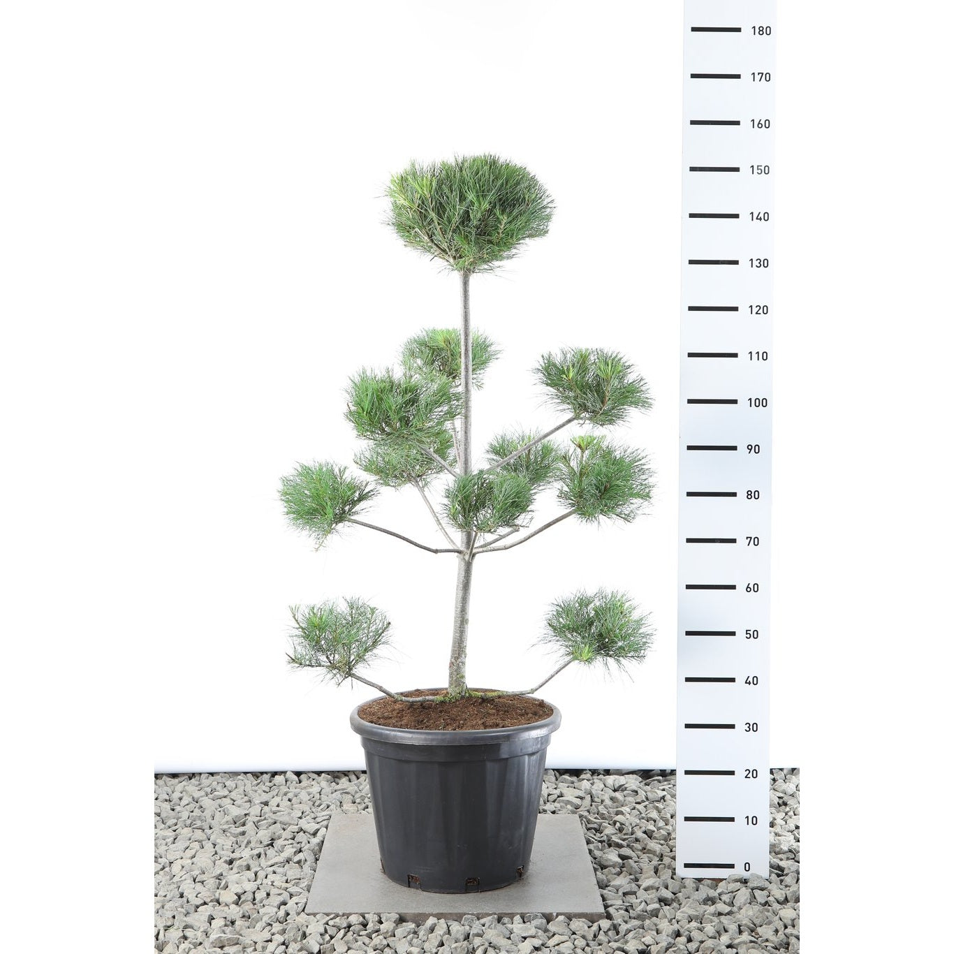 Weymouthtall – Pinus strobus - 100-125 CM Multiplateau EXTRA in Cont.