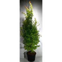Japansk lönn – Acer palmatum 'Summer Gold' - C70 200-225 cm.