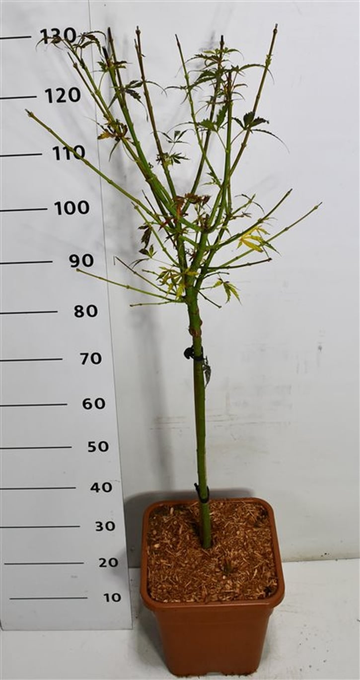 Japansk lönn – Acer palmatum &