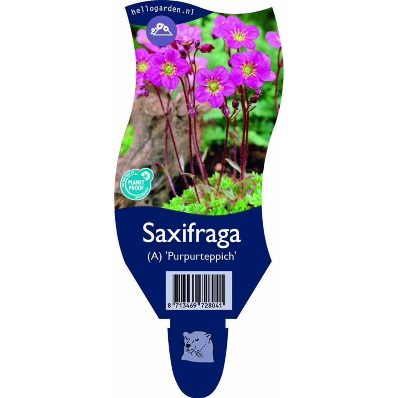 Alpklocka – Saxifraga (A); 'Purpurteppich' - P11