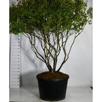 Prakttry – Amelanchier lamarckii - C230 180-200 cm. Parasol