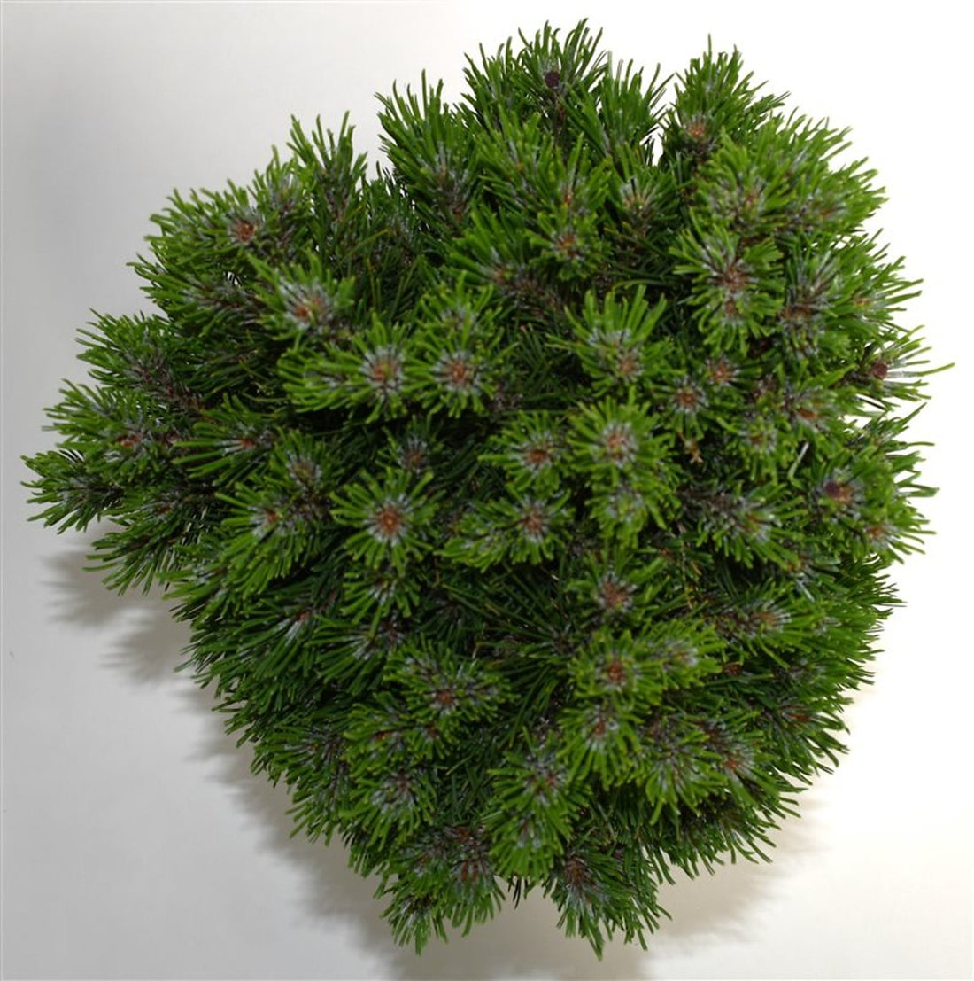 Bergtall – Pinus mugo &