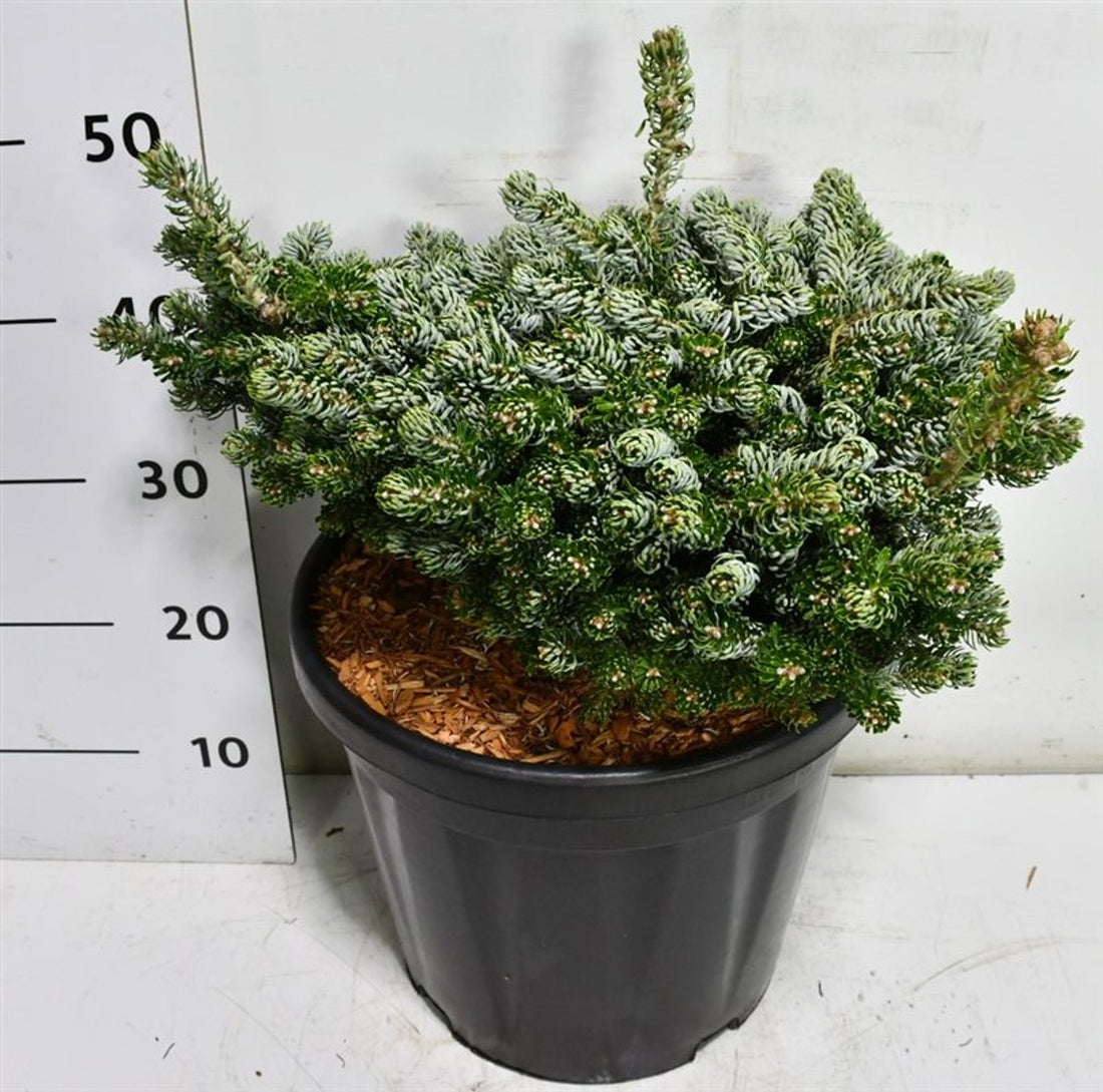 Koreagran – Abies koreana &