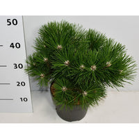 Svarttall – Pinus nigra 'Nana' - C5 30-40 cm.