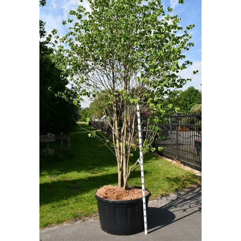 Kornell – Cornus florida - 350-400 CM in Cont.