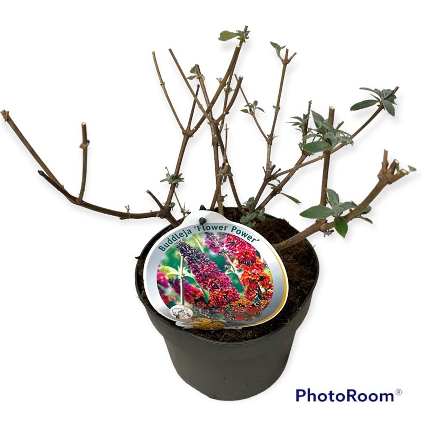 Sommarlilja – Buddleja dav. 'Flower Power' - C3