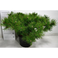 Svarttall – Pinus densiflora 'Jane Kluis' - C25 60-70 cm.