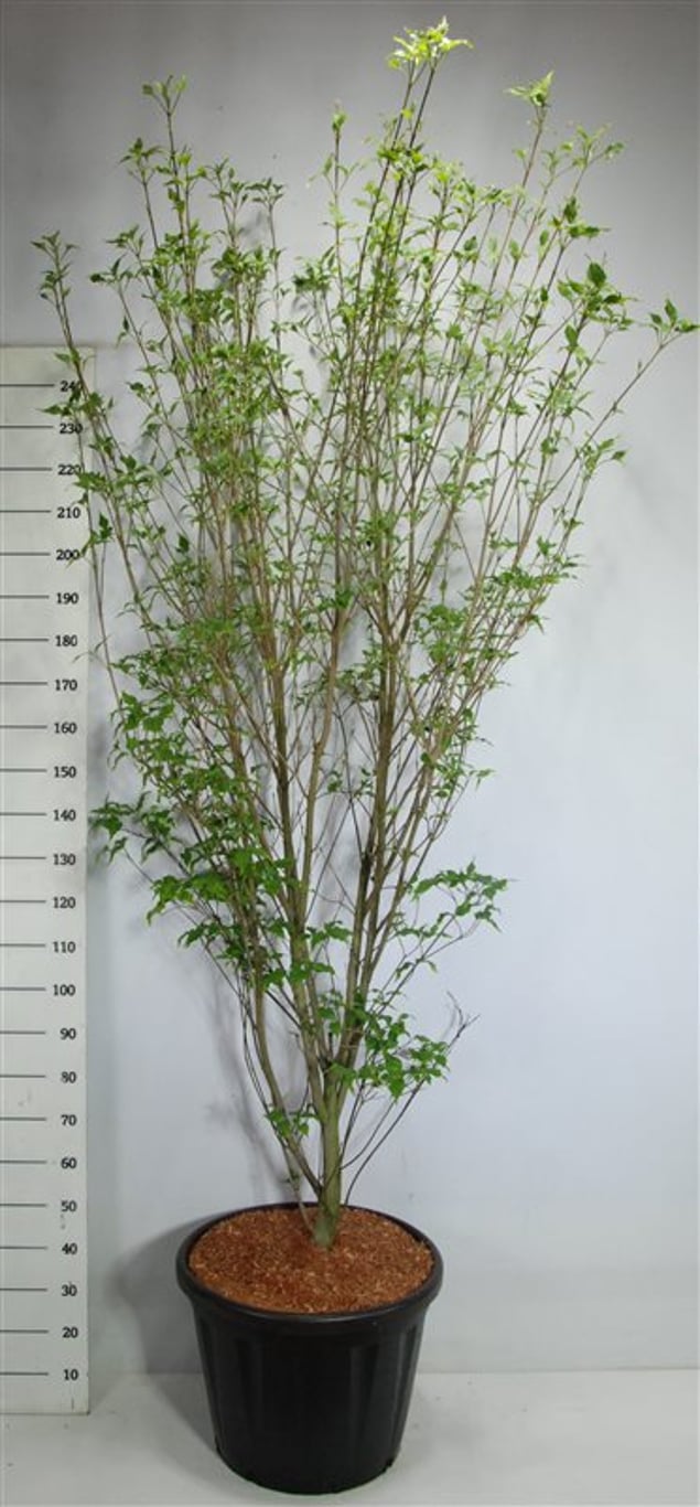 Japansk blomsterkornell – Cornus kousa &