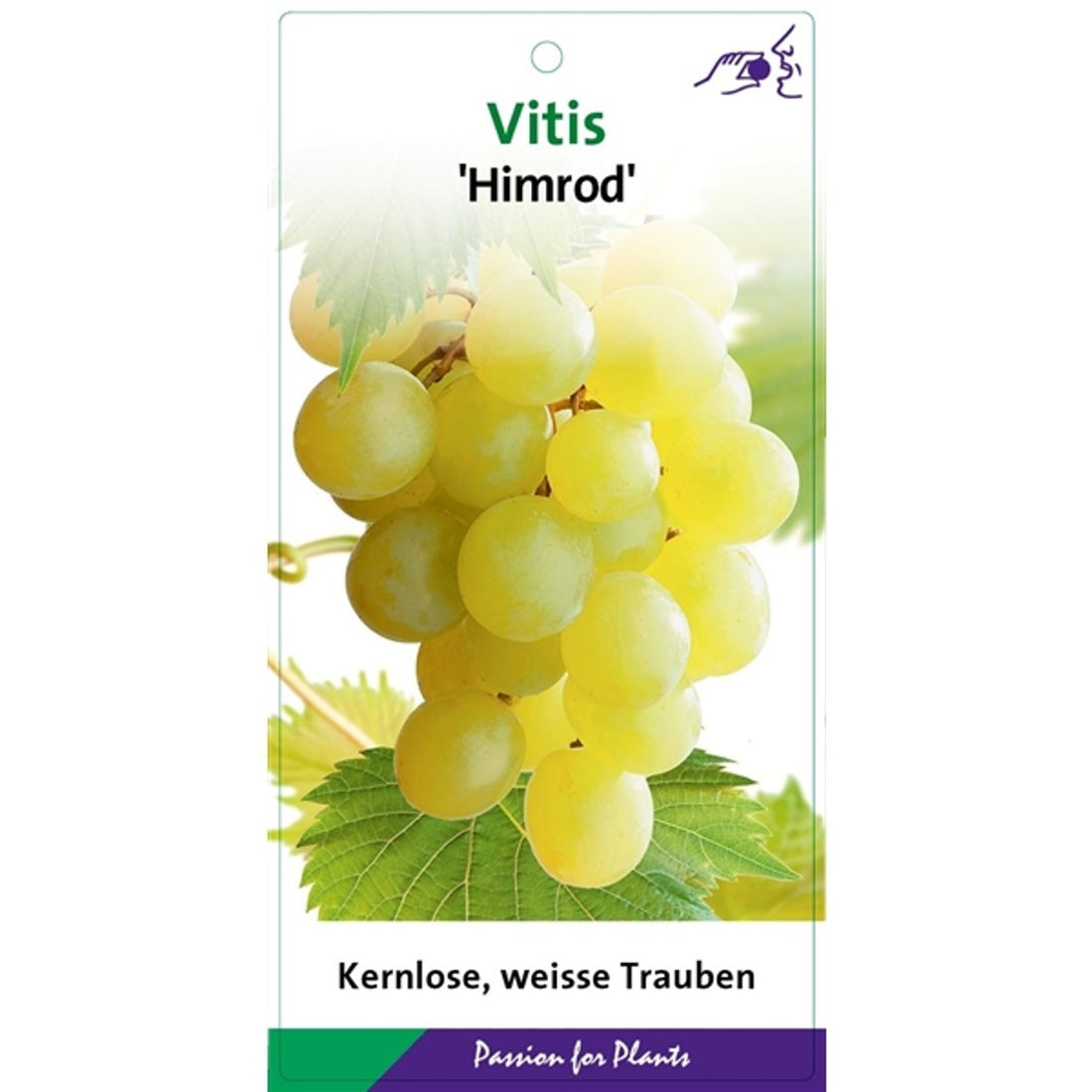 Vinranka – Vitis &