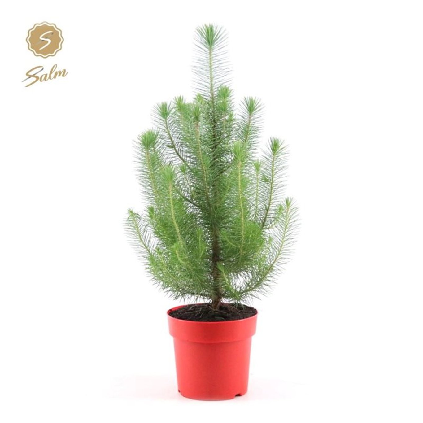 Stenfura – Pinus pinea 'Silver Crest' - C2 Red pot