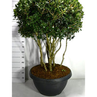 Taggblad – Osmanthus heterophyllus - C90 125-150 cm. Meerstammig