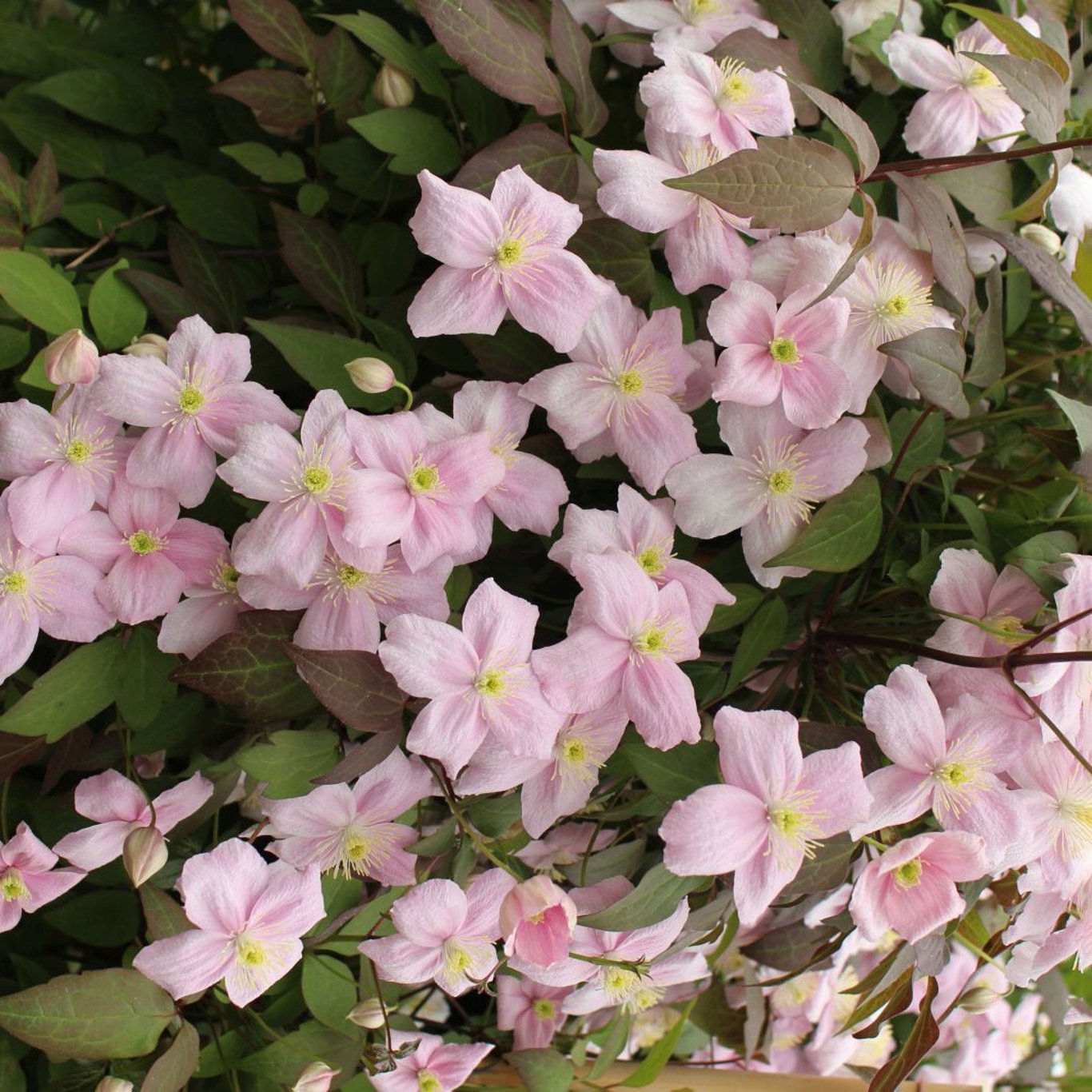 Klematis – Clematis montana rubens - C2 50-60 CM 3 Stick