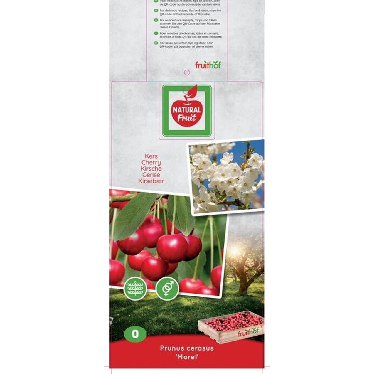 Körsbärsplommon – Prunus cerasifera 'Morello' - C7.5 150 CM Espalier