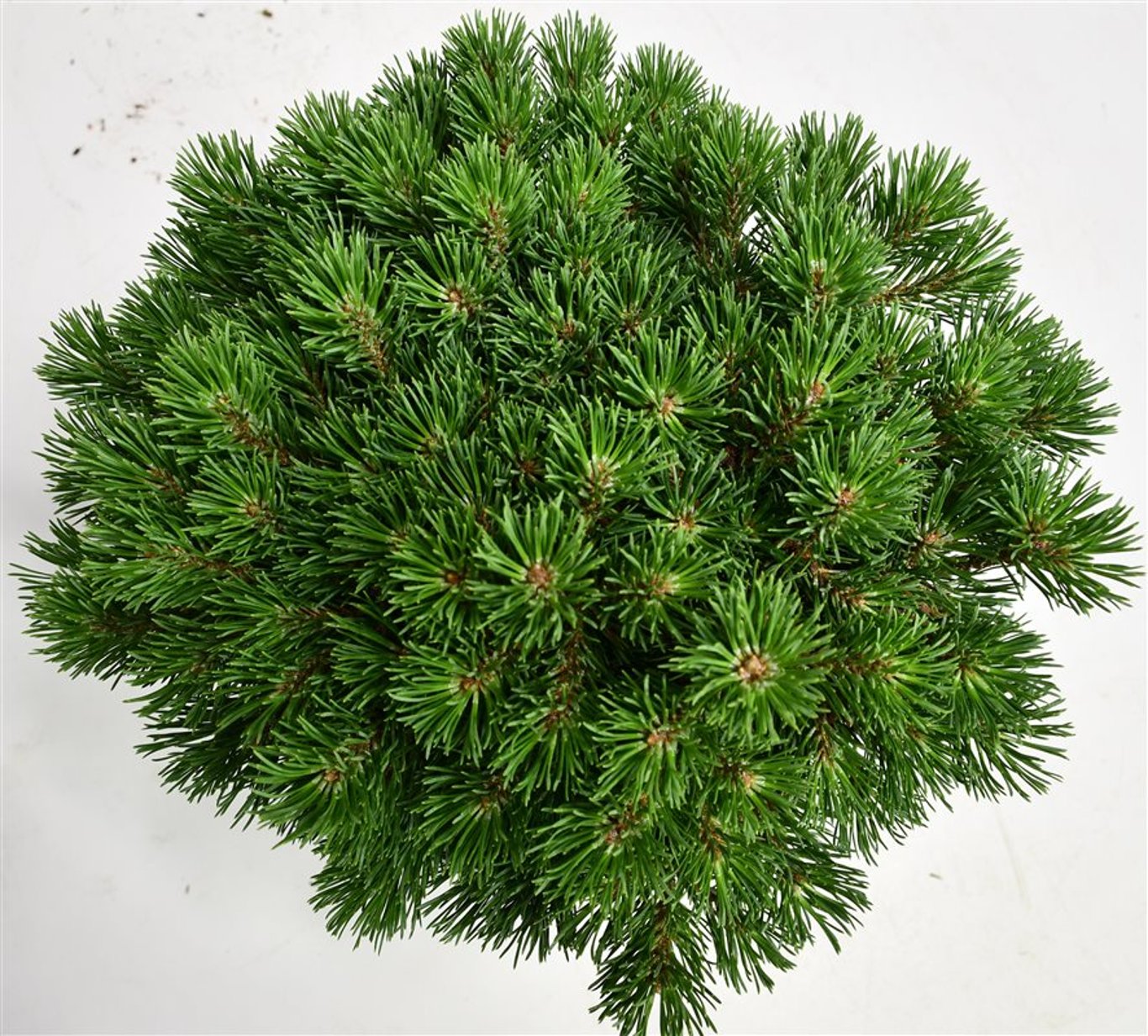 Bergtall – Pinus mugo &