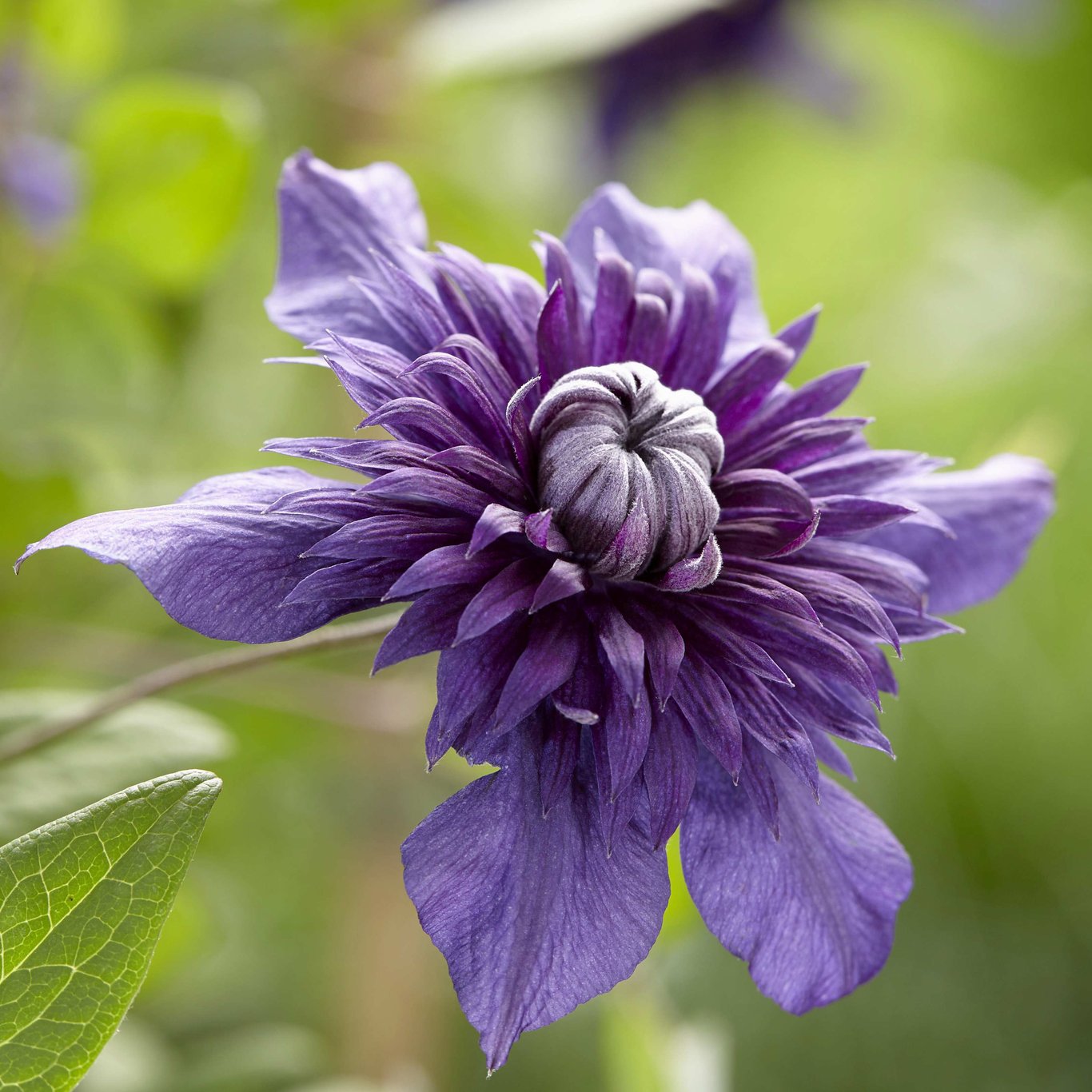 Klematis – Clematis 'Kokonoe' - C2 50-60 CM 3 Stick