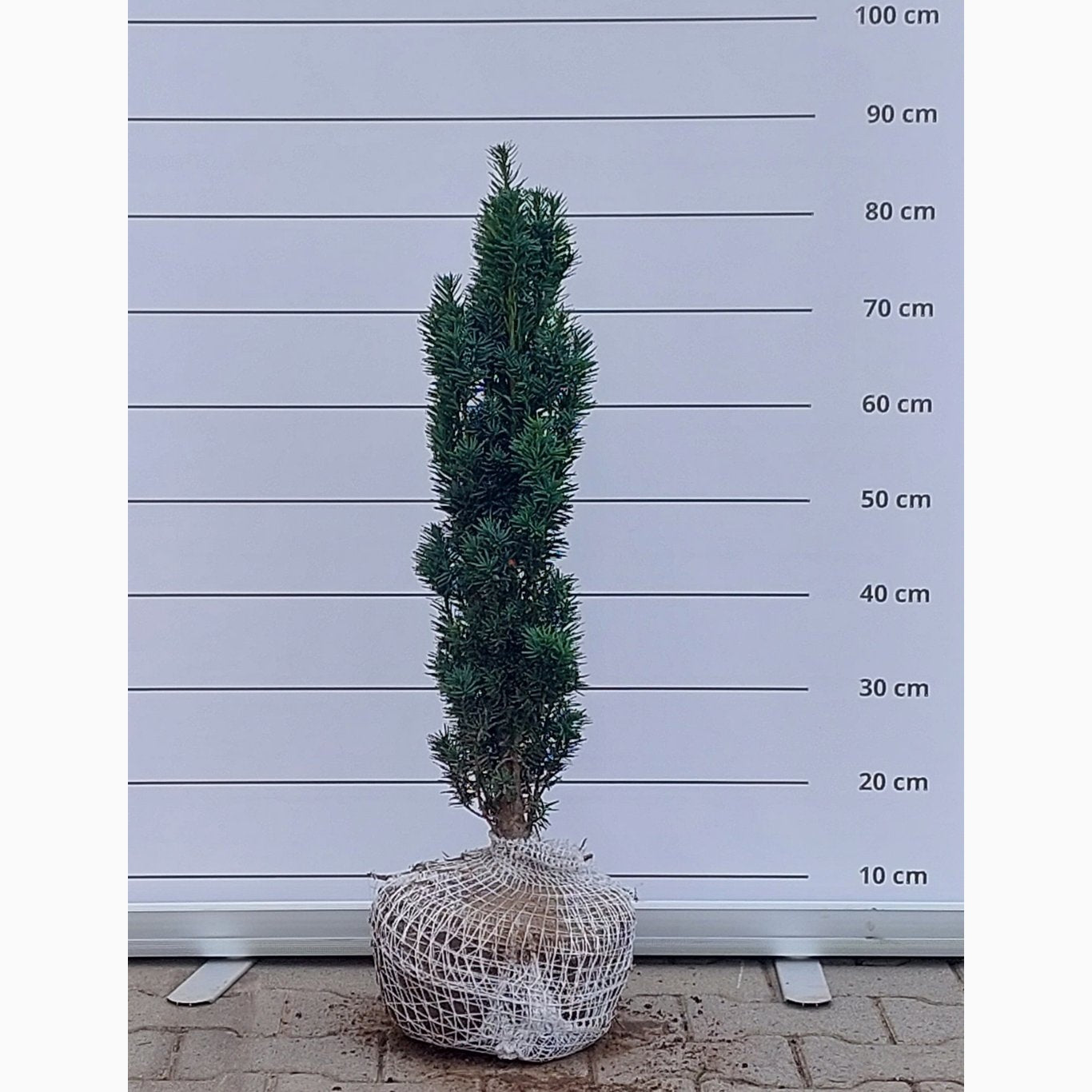 Idegran – Taxus baccata 'Fastigiata Robusta' - 60-70 CM RB