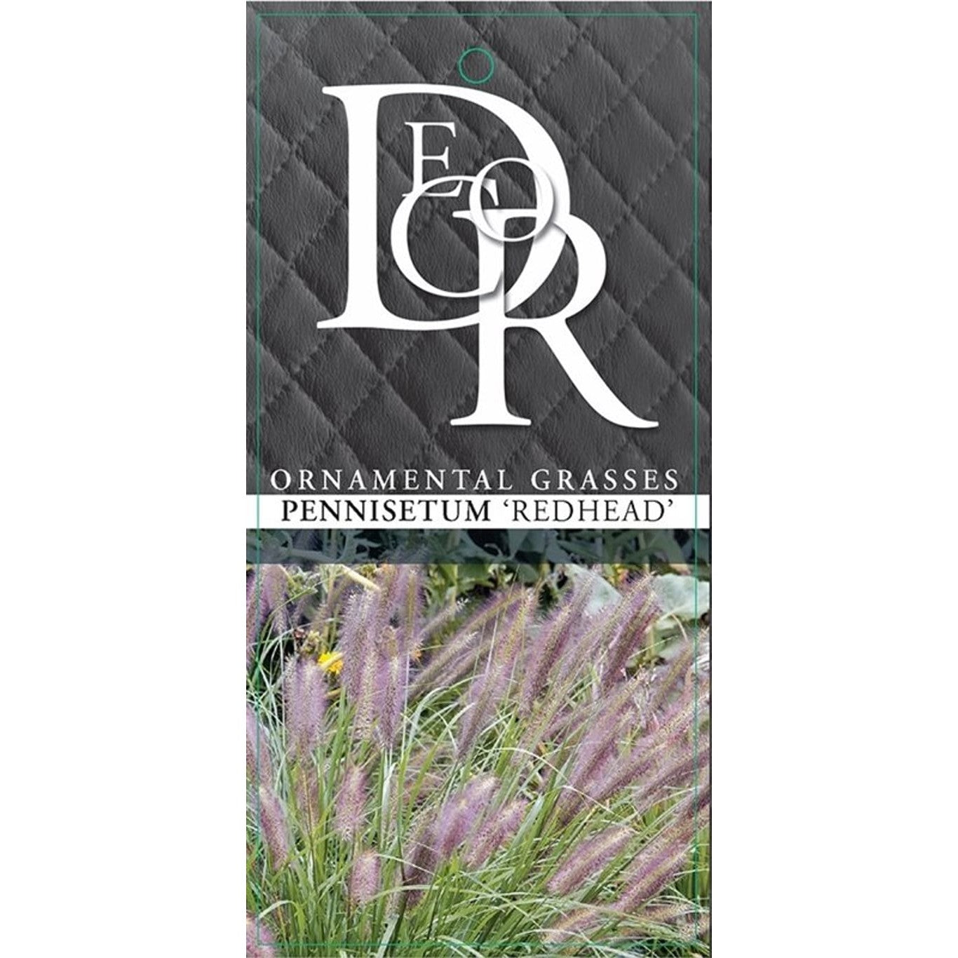 Lampborstgräs – Pennisetum 'Red Head' - C3