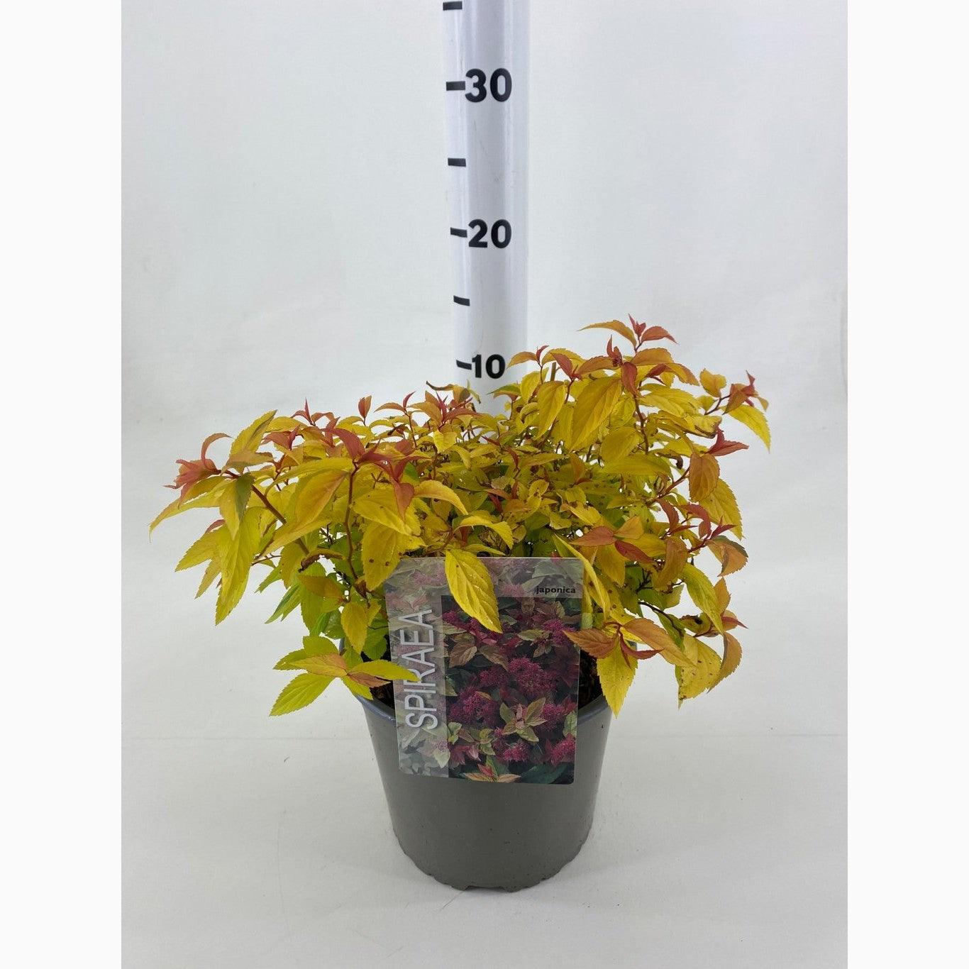 Praktspirea – Spiraea japonica 'Goldflame' - C3 20-30 CM