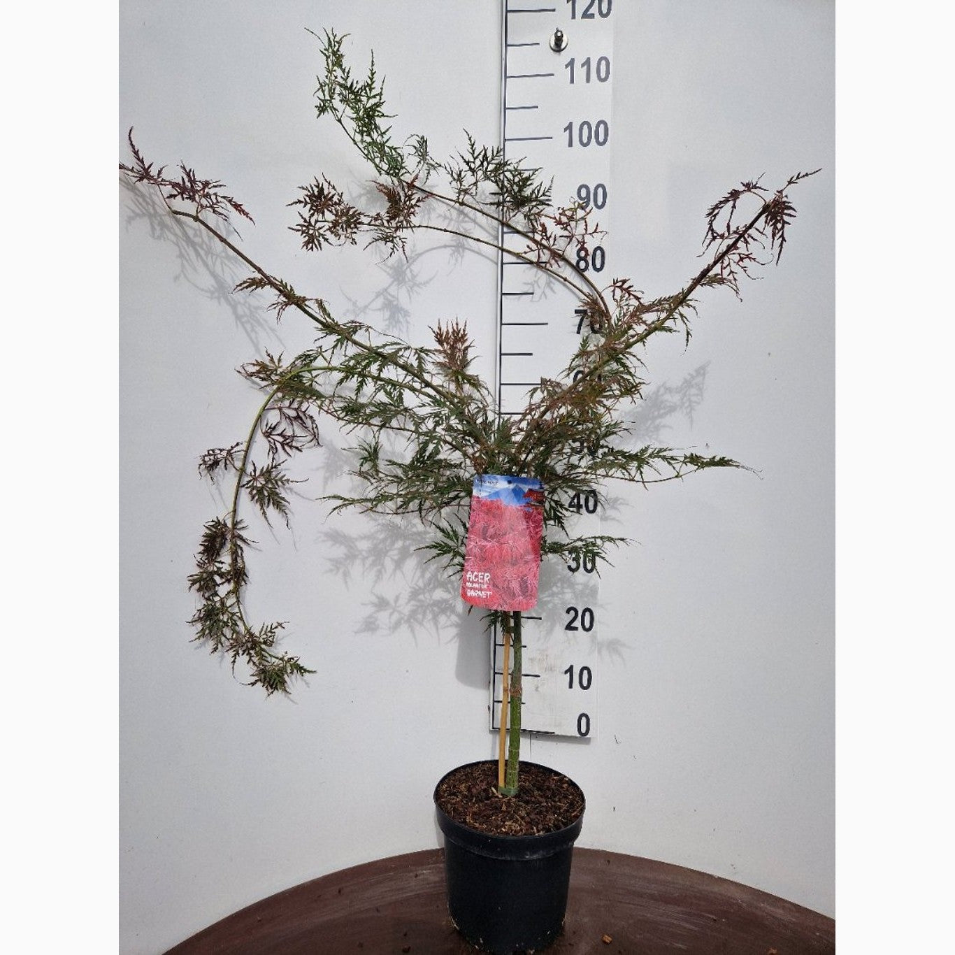 Japansk lönn – Acer pal. 'Garnet' - C5 40-50 CM