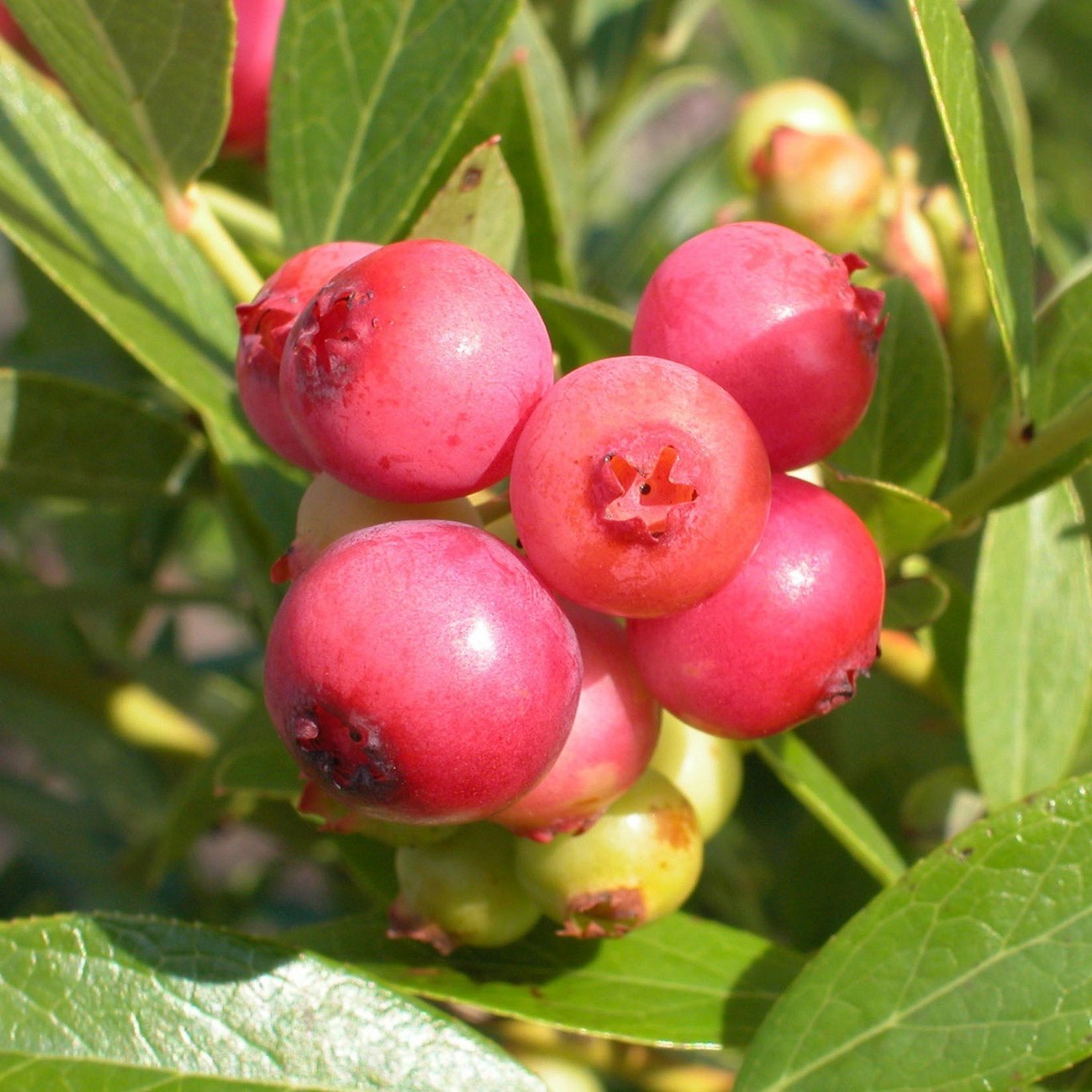Trädgårdsblåbär – Vaccinium corymbosum 'Pink Lemonade' - C2 30-40 CM