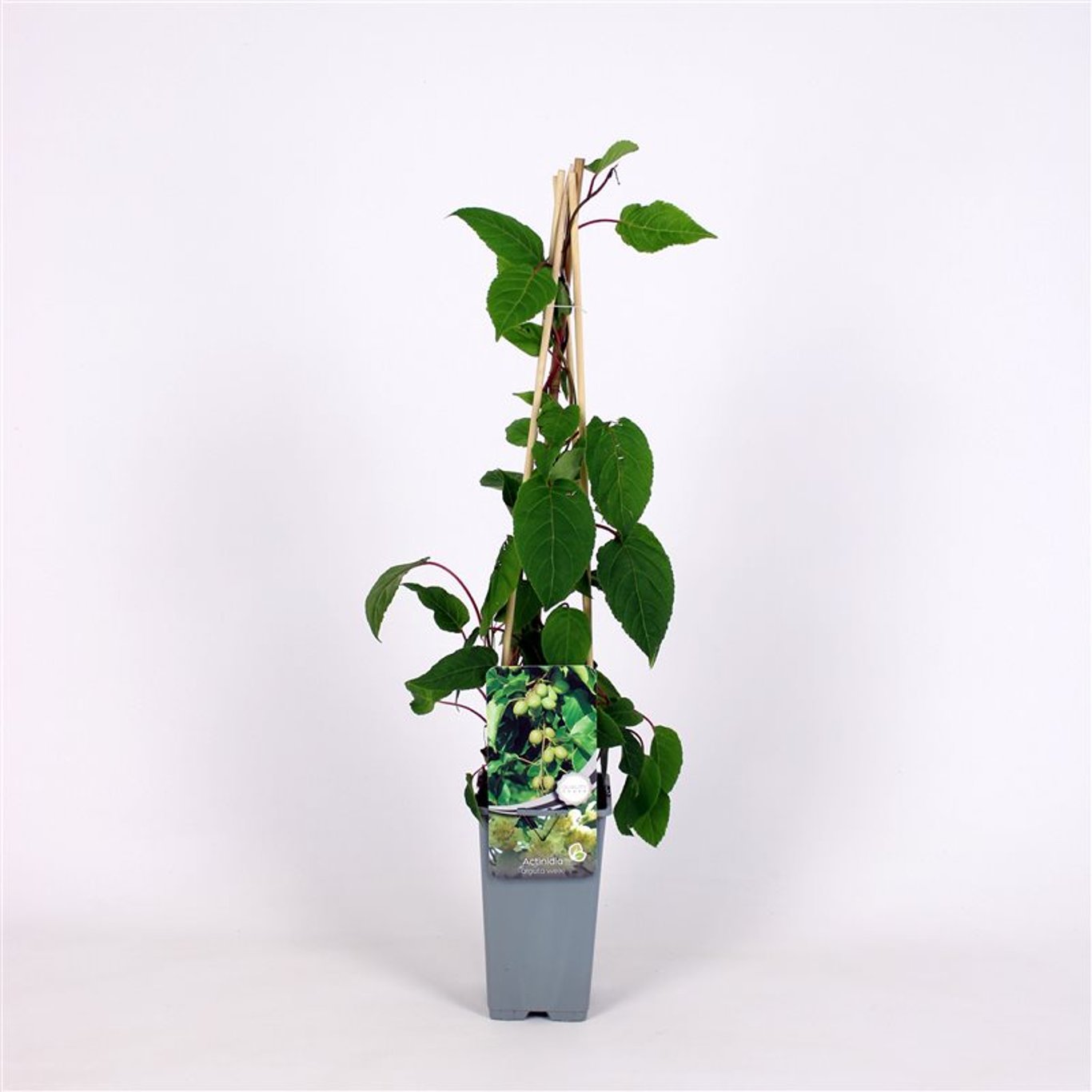 Minikiwi – Actinidia a. 'Weiki' - C2 70/+ CM