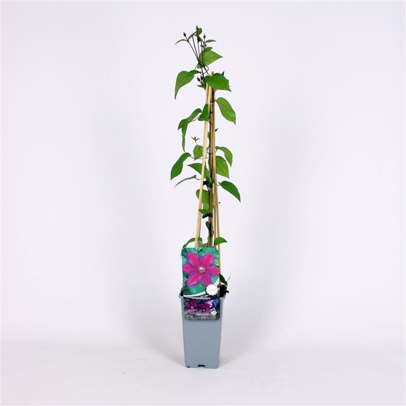 Klematis – Clematis 'Star of India' - C2 70/+ CM