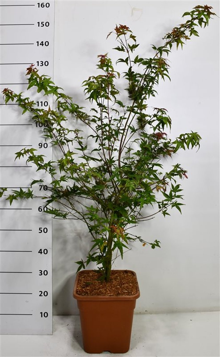 Japansk lönn – Acer palmatum &