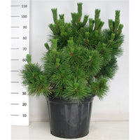 Japansk svarttall – Pinus thunbergii 'Thunderhead' - C25 50-60 cm.