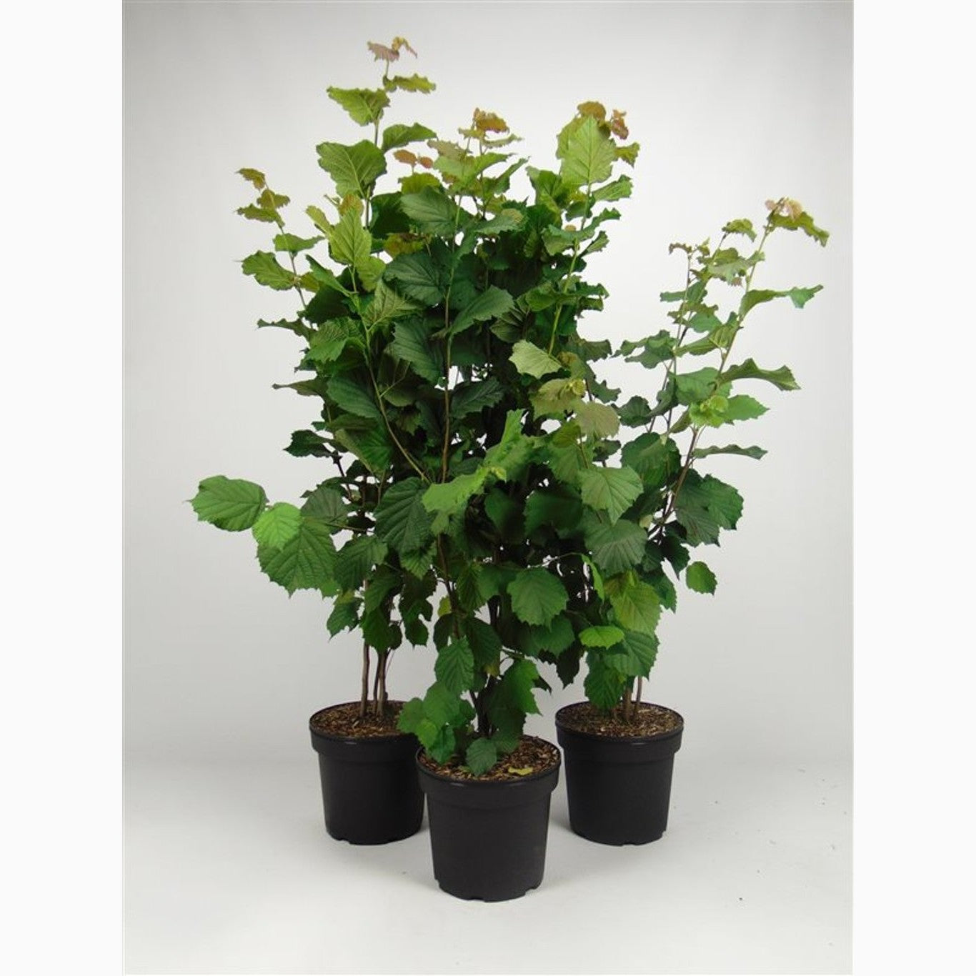 Hassel – Corylus avellana - C7,5 100-125 CM