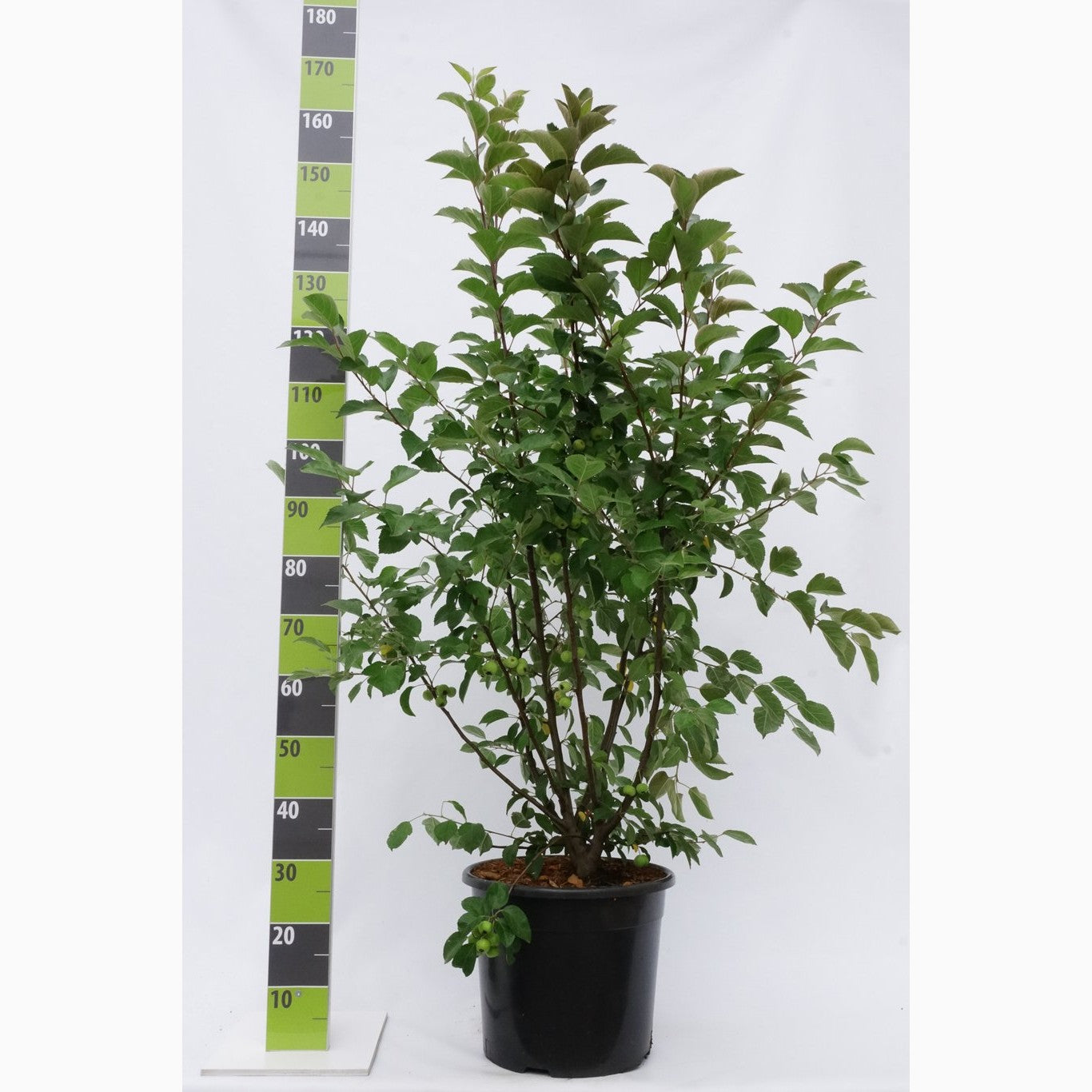 Äpple – Malus 'Royal Ruby' - C20 175-200 CM