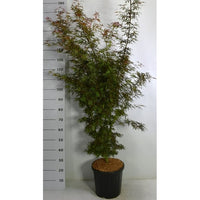 Japansk lönn – Acer palmatum 'Jerre Schwartz' - C18 125-150 cm.