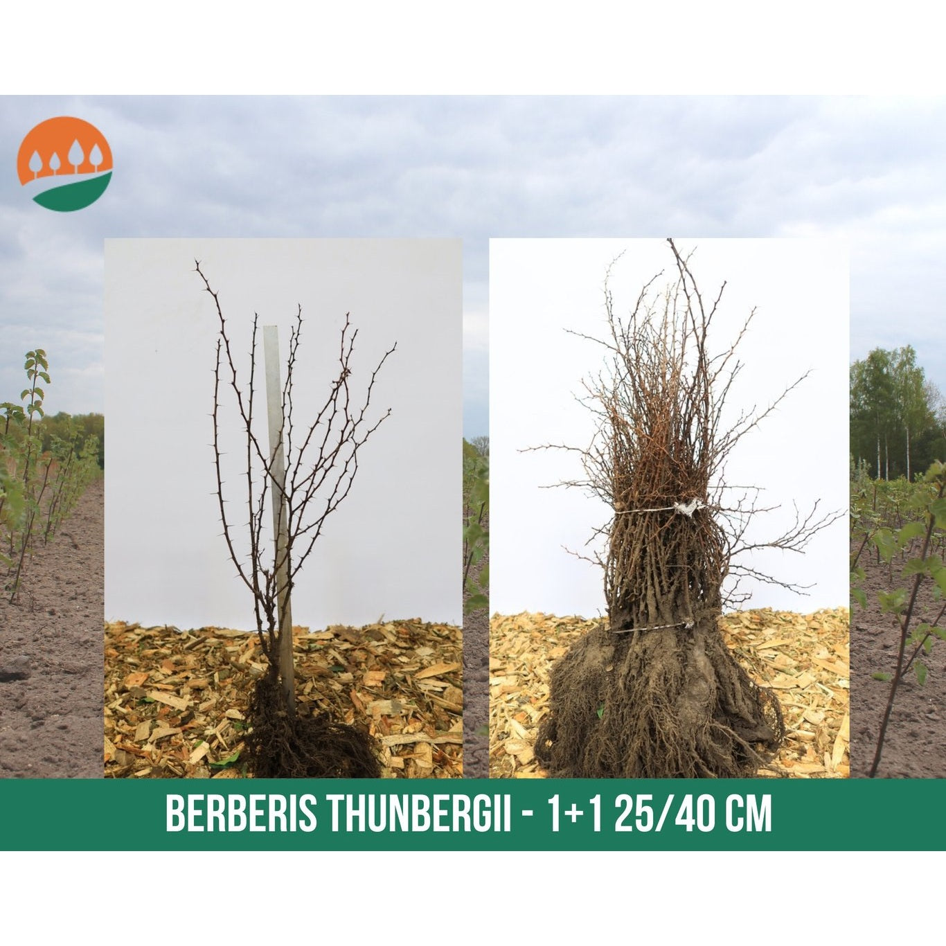 Berberis – Berberis thunbergii - 25-40 CM bare root 1/1