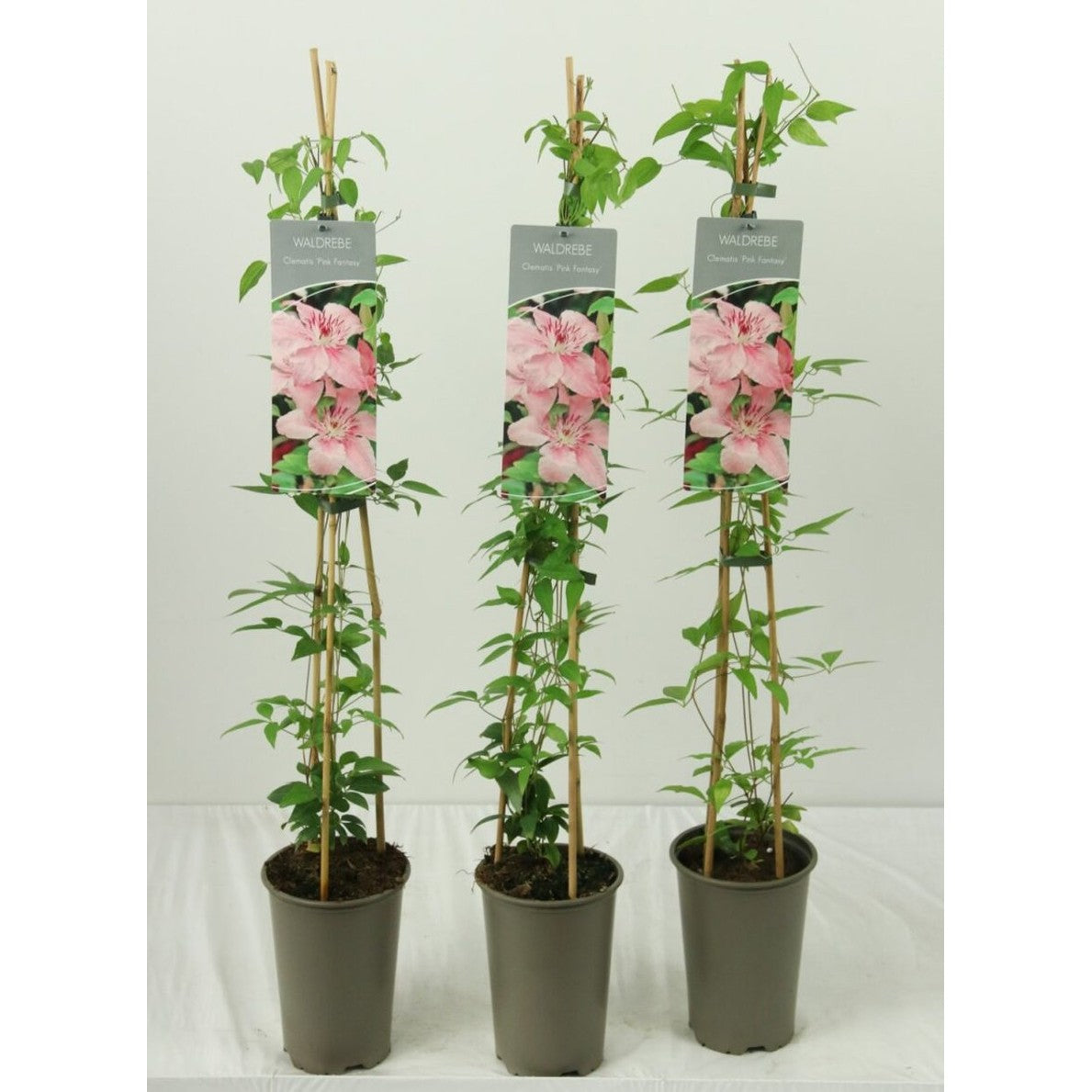 Klematis – Clematis 'Pink Fantasy' - C2 60-80 CM Stick