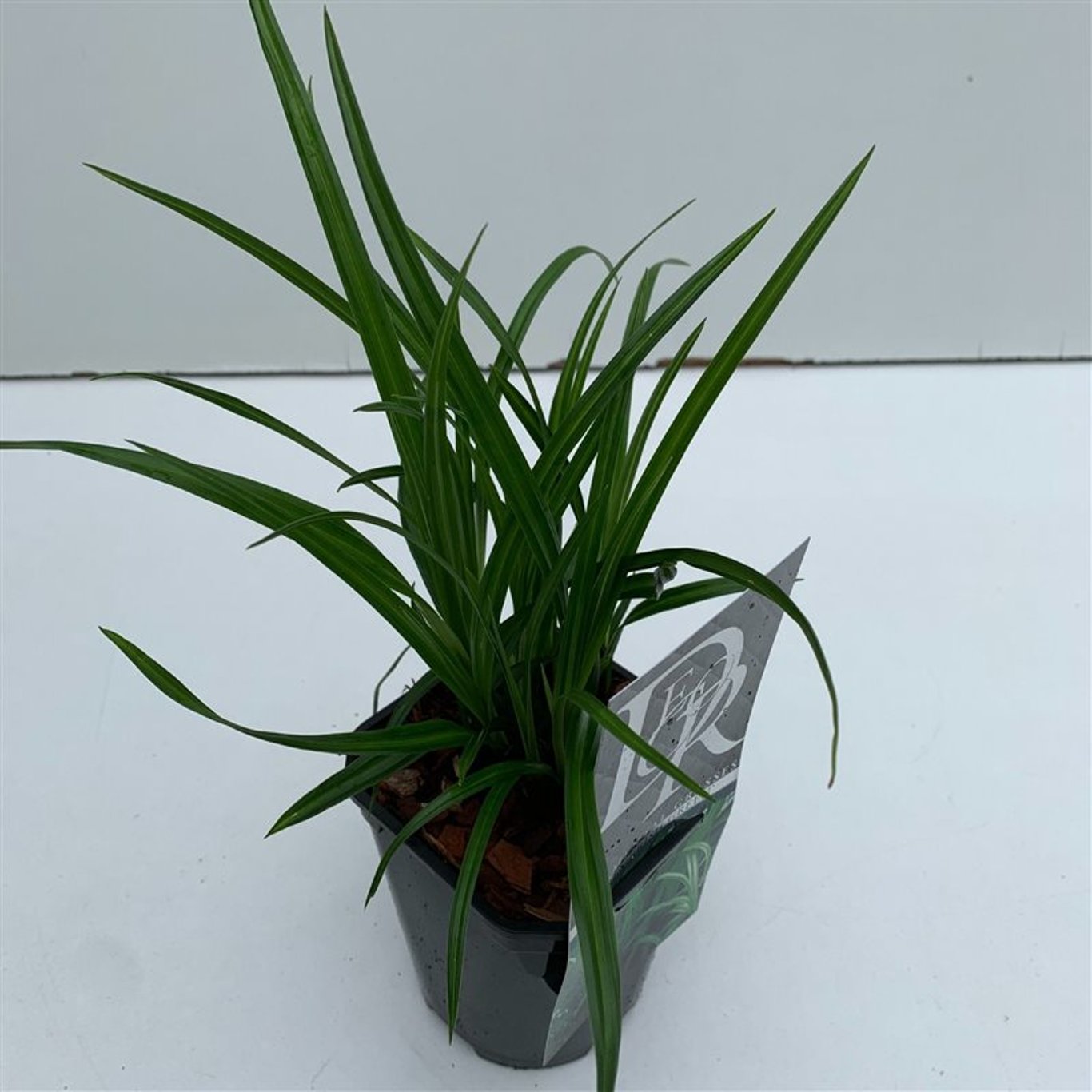 Starr – Carex morrowii 'Irish Green' - C1