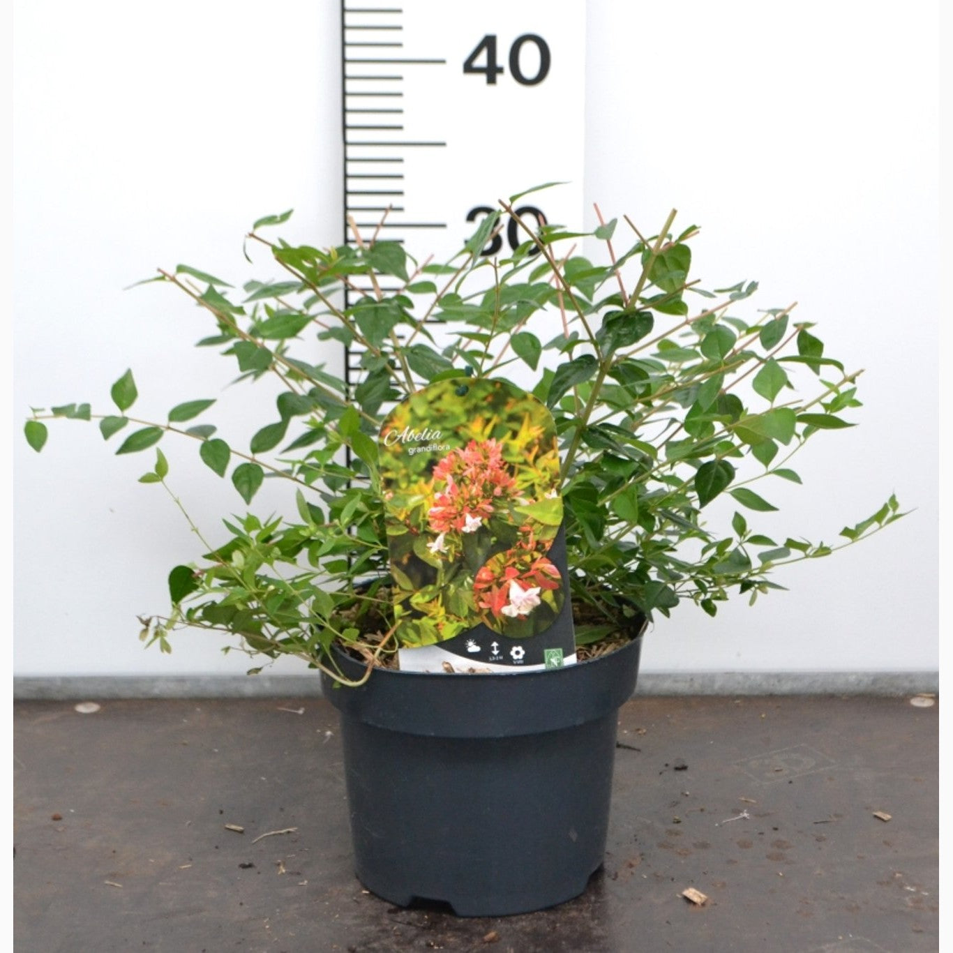 Storablia – Abelia grandiflora - C3 20-40 CM