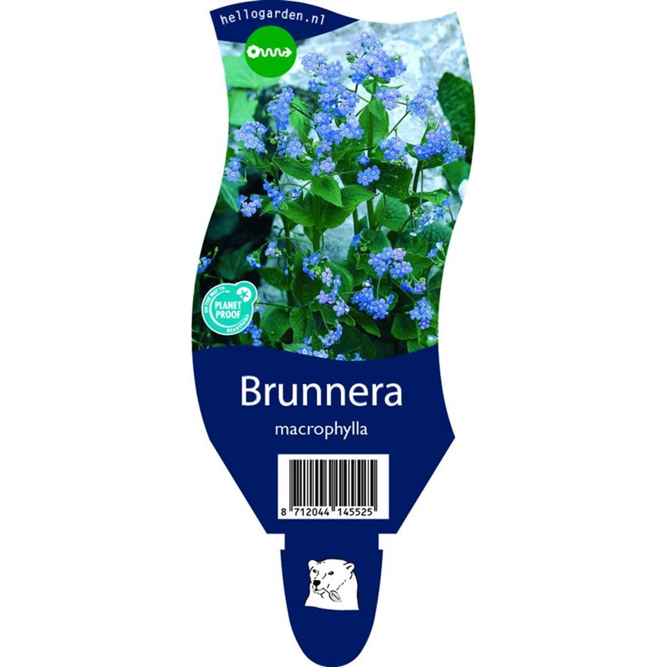 Kaukasisk förgätmigej – Brunnera macrophylla - P11