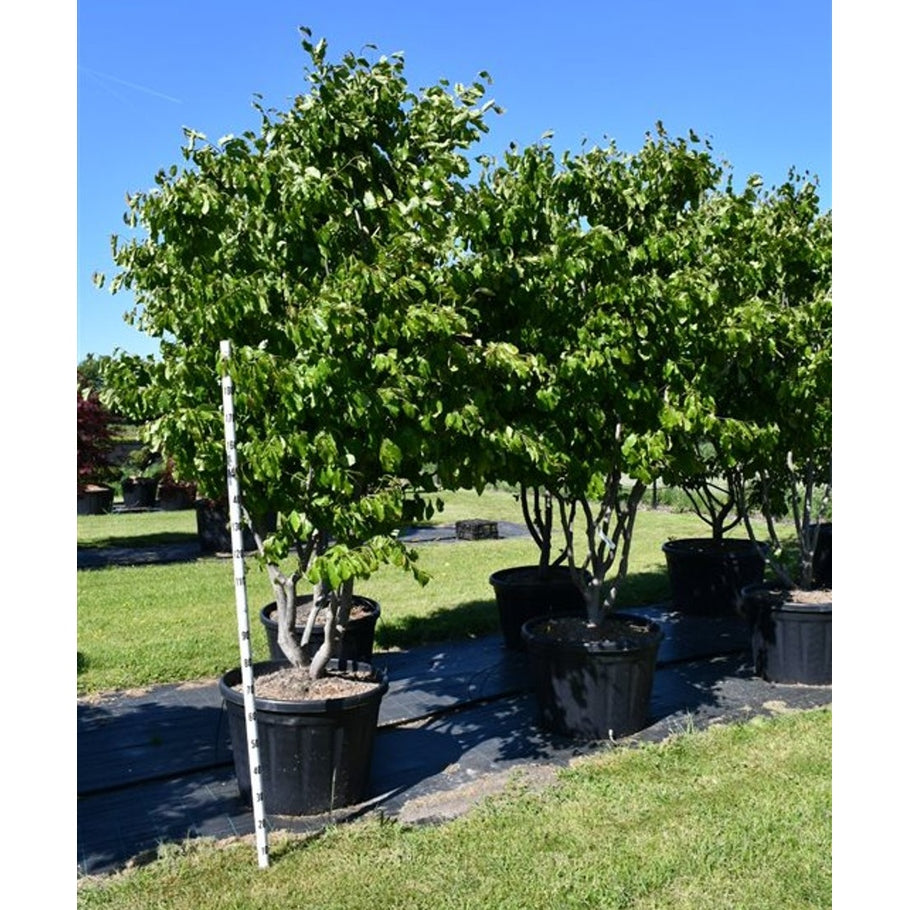 Persiskt järnträd – Parrotia persica - C180 200-250 cm. Meerstammig