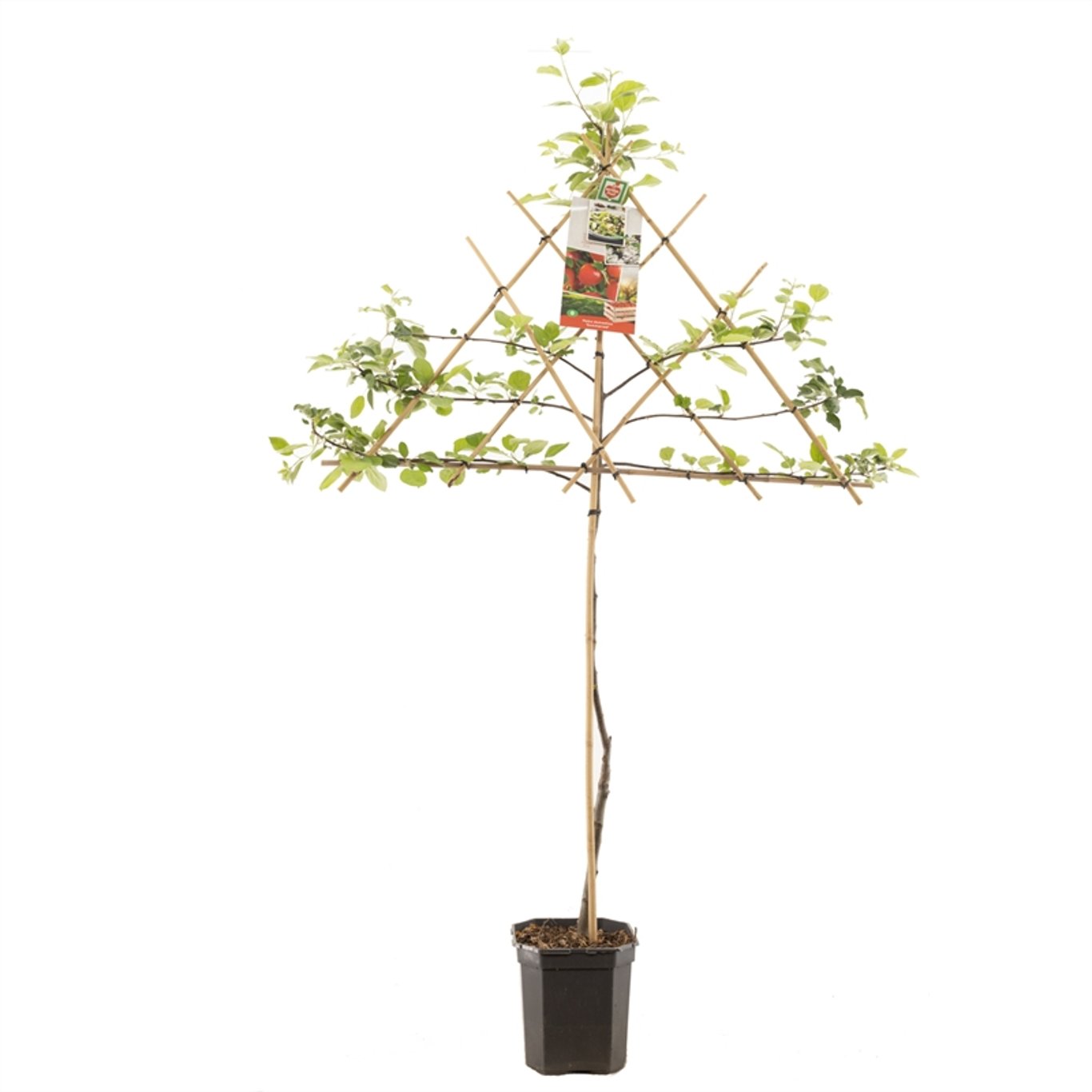 Äpple – Malus domestica 'Summerred' - C7.5 150 CM Espalier