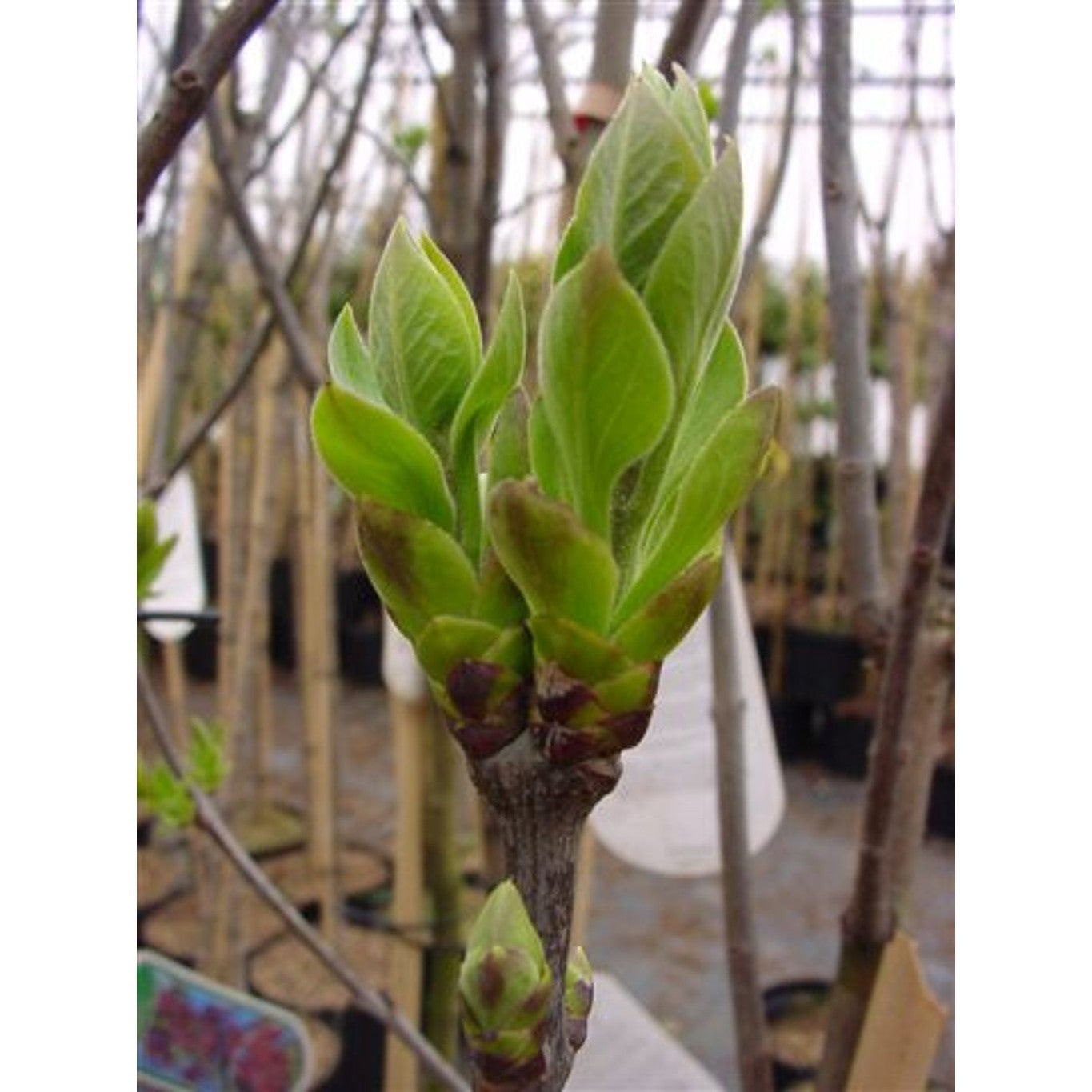 Syren (V); – Syringa vulgaris 'Charles Joly' - 80 CM Stem C10