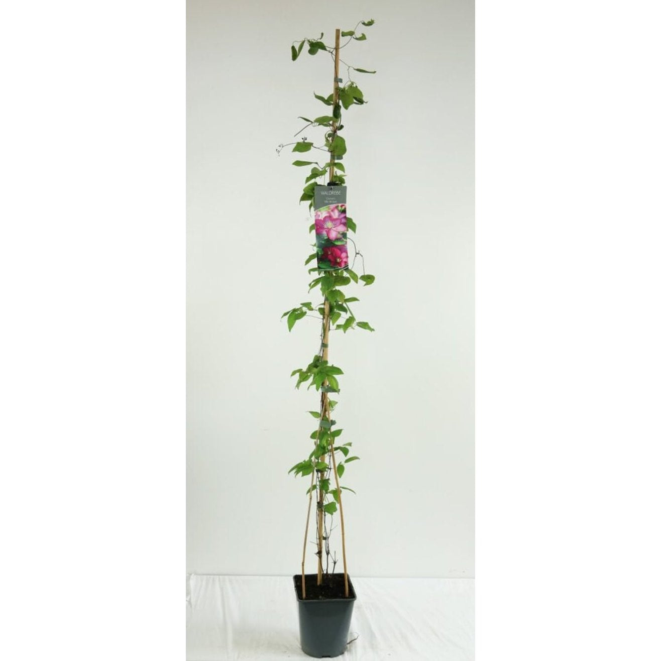 Klematis – Clematis 'Ville de Lyon' - C5 125-175 CM Stick