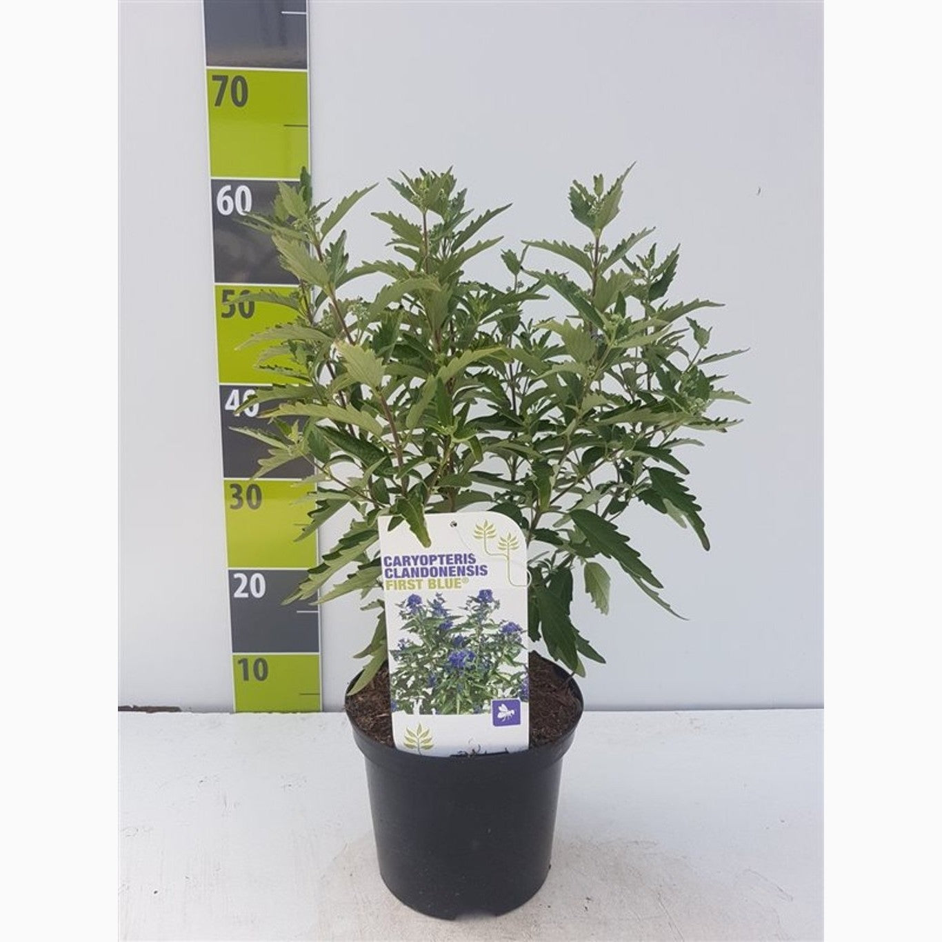 Blåspirea – Caryopteris clandonensis &