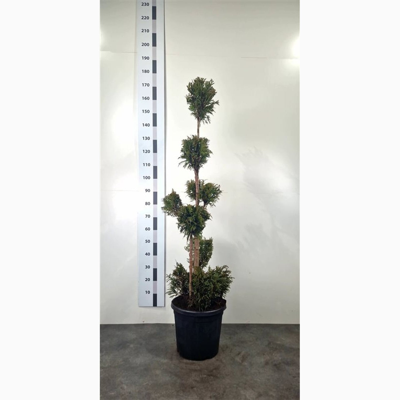 Thuja – Thuja plicata 'Martin' - 120-140 CM PonPon Cont.