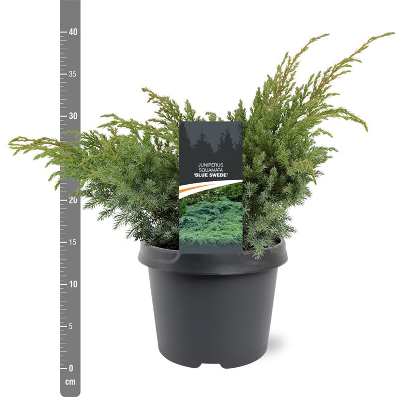 Fjäll-en – Juniperus squamata 'Blue Swede' - C3 30-40 CM