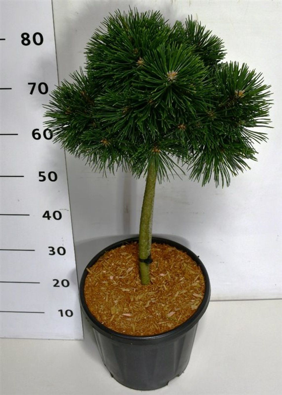 Bergtall – Pinus mugo &