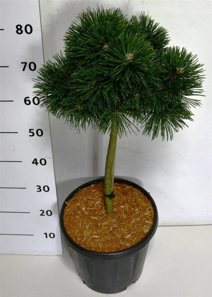 Bergtall – Pinus mugo &