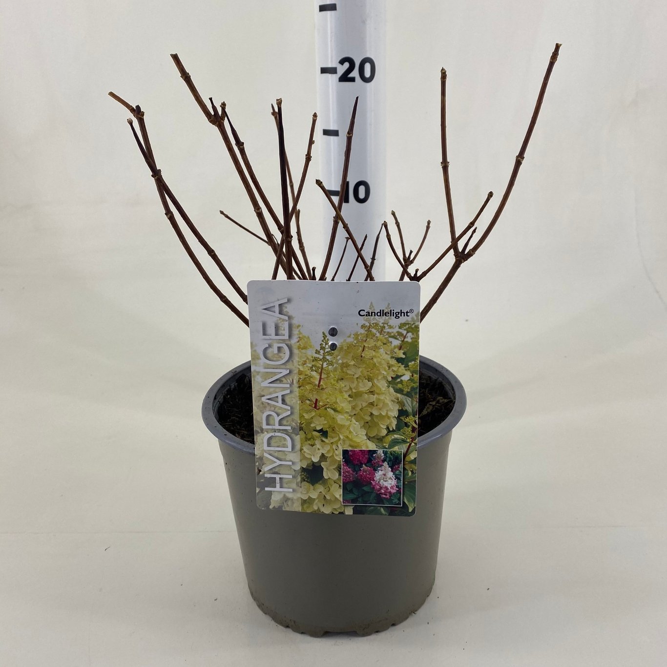 Syrenhortensia – Hydrangea paniculata 'Candlelight'® - C3 20-30 CM