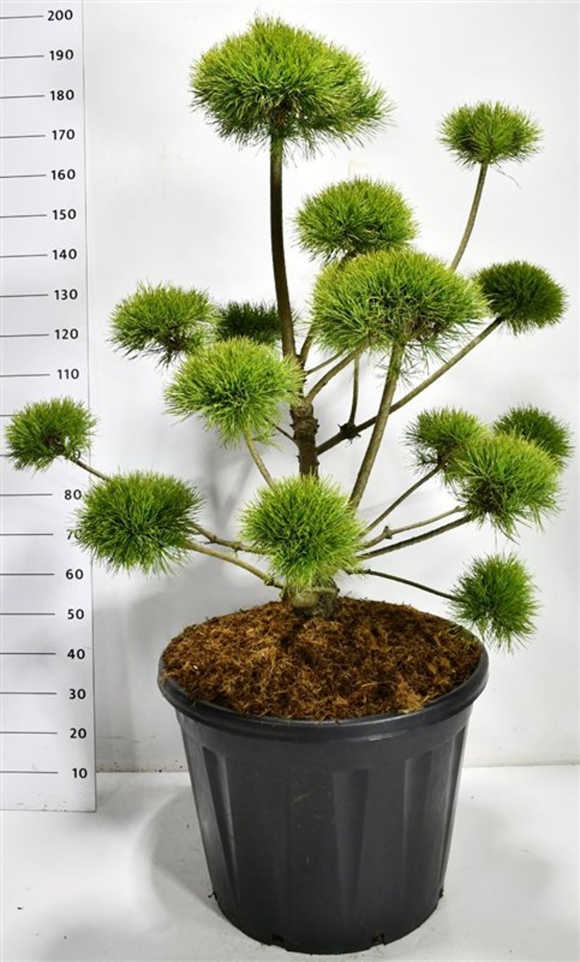 Tall – Pinus sylvestris &